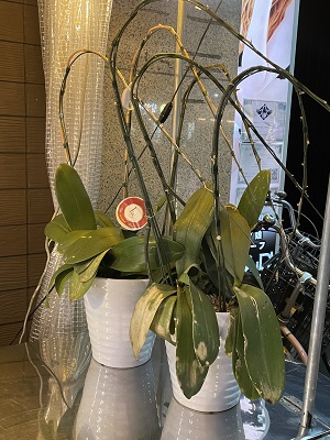胡蝶蘭・観葉植物の実例2