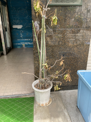 胡蝶蘭・観葉植物の実例4