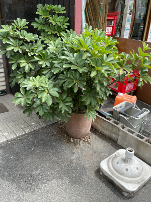胡蝶蘭・観葉植物の実例6
