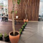 オフィスの植物